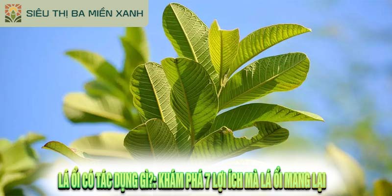 Lá Ổi Có Tác Dụng Gì?: Khám Phá 7 Lợi Ích Mà Lá Ổi Mang Lại