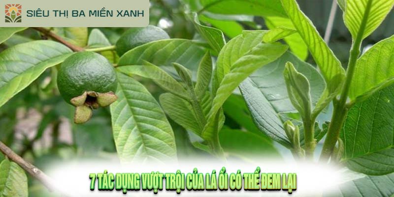 Lá Ổi Có Tác Dụng Gì?: Khám Phá 7 Lợi Ích Mà Lá Ổi Mang Lại 2 Lá Ổi Có Tác Dụng Gì?: Khám Phá 7 Lợi Ích Mà Lá Ổi Mang Lại