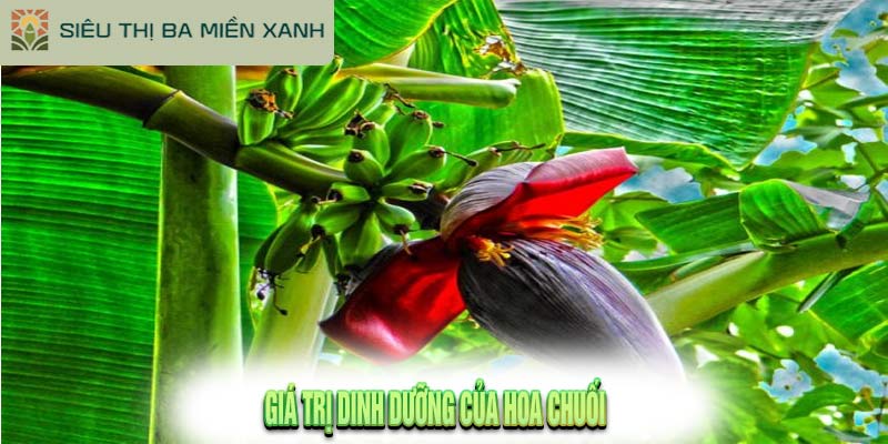 9 Tác Dụng Của Hoa Chuối Đối Với Sức Khỏe