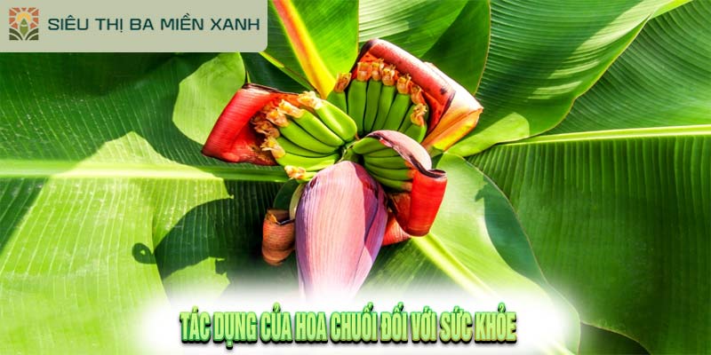 9 Tác Dụng Của Hoa Chuối Đối Với Sức Khỏe