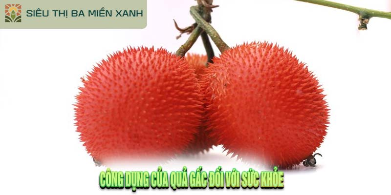 Công Dụng Của Quả Gấc: Góc Nhìn Thực Tiễn 2 Công Dụng Của Quả Gấc: Góc Nhìn Thực Tiễn