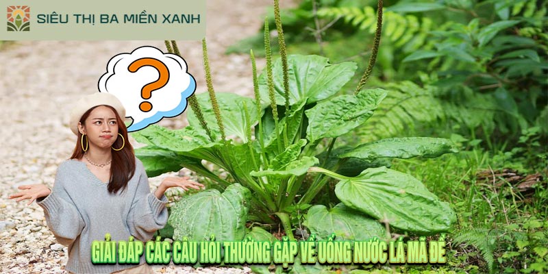 Uống nước lá mã đề – Sự thật về công dụng