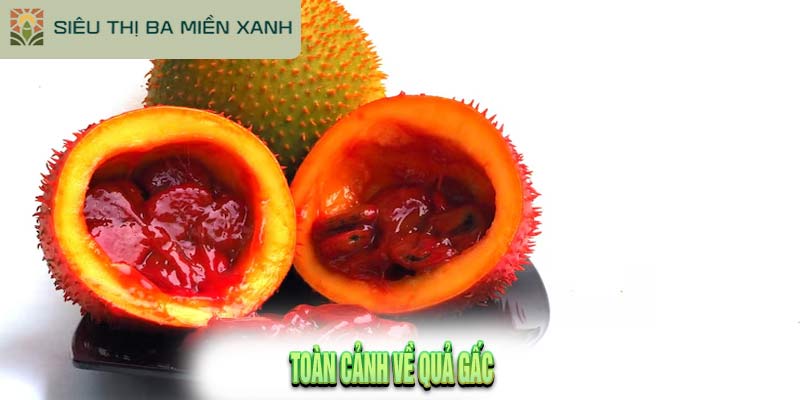 Công Dụng Của Quả Gấc: Góc Nhìn Thực Tiễn 1 Công Dụng Của Quả Gấc: Góc Nhìn Thực Tiễn