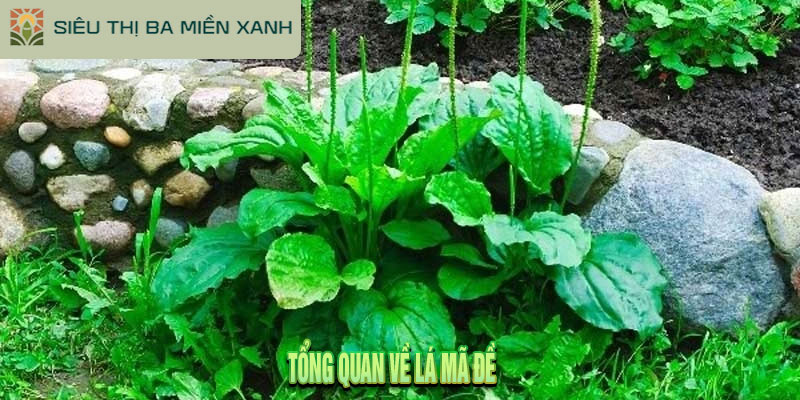 Uống nước lá mã đề – Sự thật về công dụng