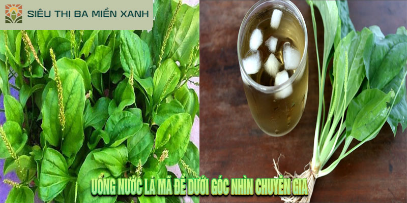 Uống nước lá mã đề – Sự thật về công dụng