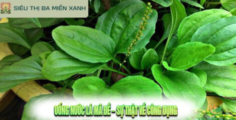 Uống nước lá mã đề – Sự thật về công dụng