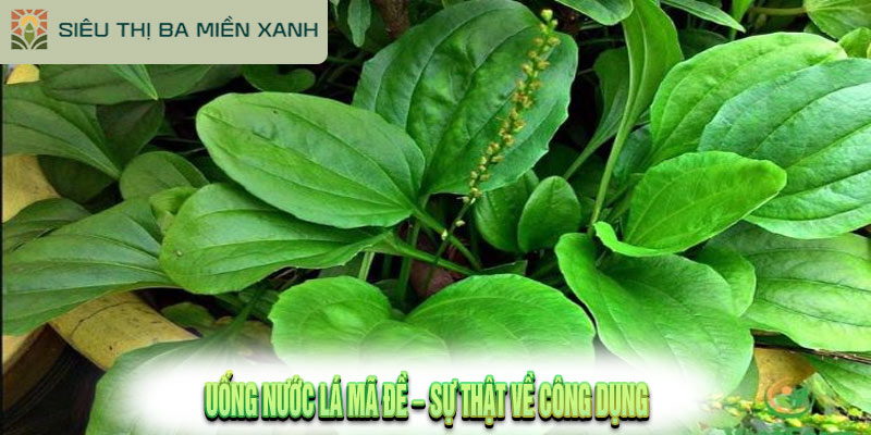 Uống nước lá mã đề – Sự thật về công dụng