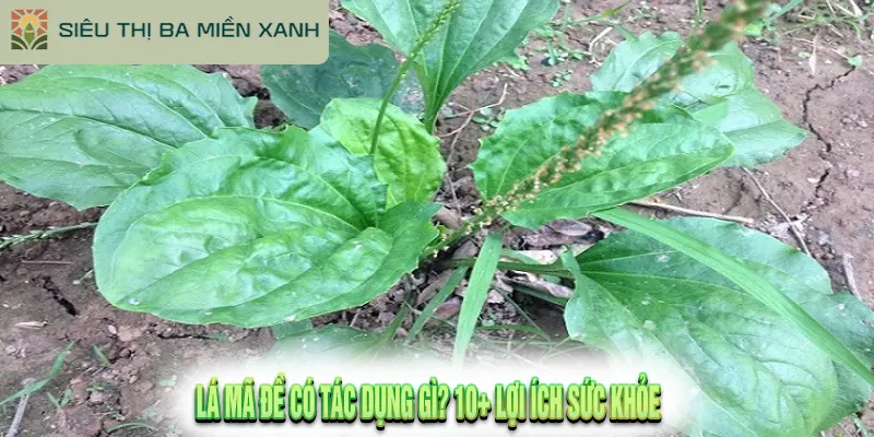 Lá Mã Đề Và 10+ Tác Dụng Kỳ Diệu & Cách Dùng Tốt