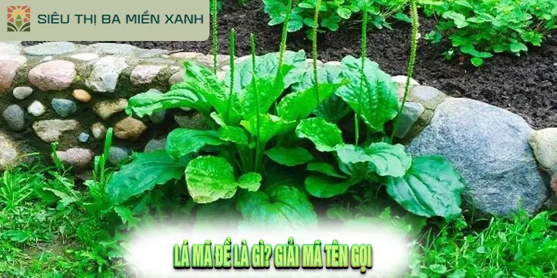 Lá Mã Đề Và 10+ Tác Dụng Kỳ Diệu & Cách Dùng Tốt