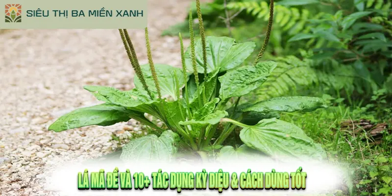 Lá Mã Đề Và 10+ Tác Dụng Kỳ Diệu & Cách Dùng Tốt