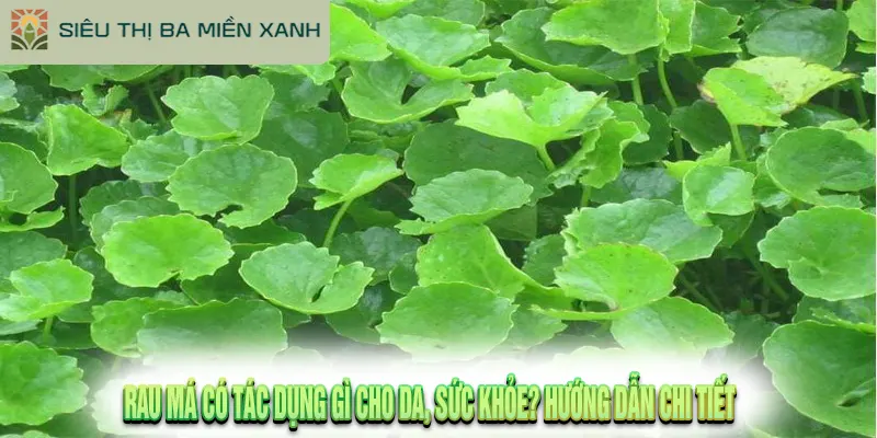 Rau Má Có Tác Dụng Gì Cho Da, Sức Khỏe? Hướng Dẫn Chi Tiết