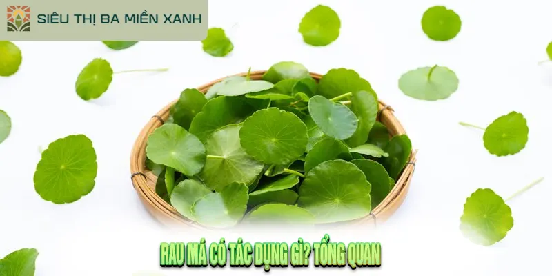 Rau Má Có Tác Dụng Gì Cho Da, Sức Khỏe? Hướng Dẫn Chi Tiết