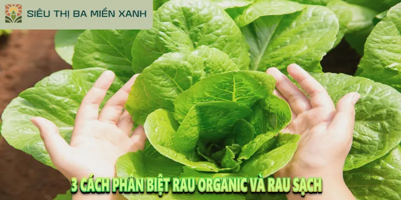 Rau Organic Là Gì? Tại Sao Rau Organic Lại Đắt 2 3 Cách Phân Biệt Rau Organic và Rau Sạch