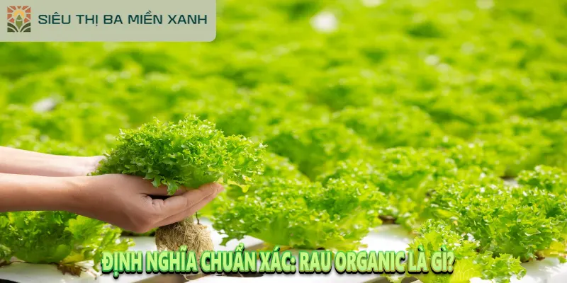 Rau Organic Là Gì? Tại Sao Rau Organic Lại Đắt 1 Định Nghĩa Chuẩn Xác: Rau Organic Là Gì?