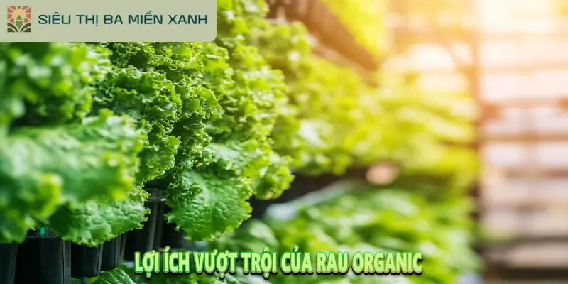 Rau Organic Là Gì? Tại Sao Rau Organic Lại Đắt 4 Lợi Ích Vượt Trội Của Rau Organic