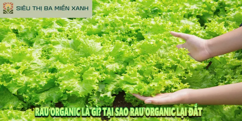 Rau Organic Là Gì? Tại Sao Rau Organic Lại Đắt