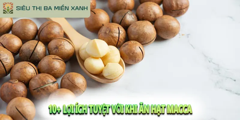 Hạt Macca Có Tác Dụng Gì? Và Cách Chọn Hạt Ngon 2 10+ Lợi ích tuyệt vời khi ăn hạt macca