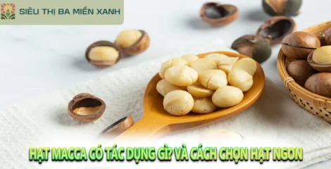 Hạt Macca Có Tác Dụng Gì? Và Cách Chọn Hạt Ngon