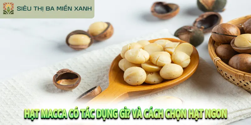 Hạt Macca Có Tác Dụng Gì? Và Cách Chọn Hạt Ngon
