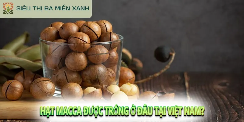 Hạt Macca Có Tác Dụng Gì? Và Cách Chọn Hạt Ngon 3 Hạt Macca được trồng ở đâu tại Việt Nam?