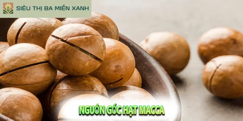 Hạt Macca Có Tác Dụng Gì? Và Cách Chọn Hạt Ngon 1 Nguồn gốc Hạt Macca