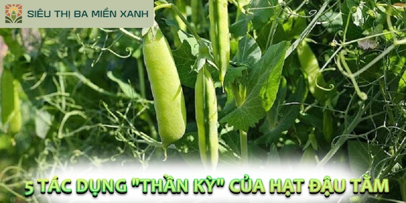 Hạt Đậu Tằm: "Viên Bổ Não" Tự Nhiên Ngon Hơn Thịt 2 5 Tác Dụng "Thần Kỳ" Của Hạt Đậu Tằm