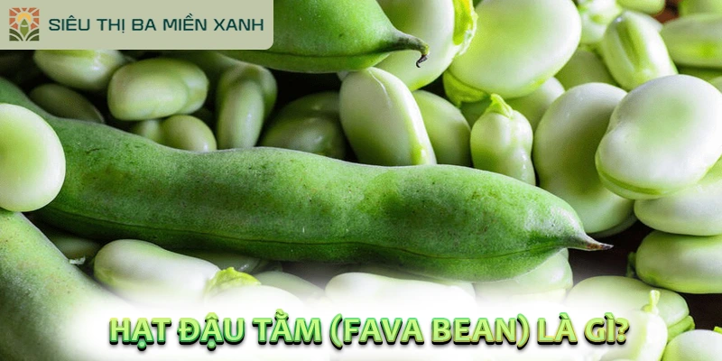 Hạt Đậu Tằm: "Viên Bổ Não" Tự Nhiên Ngon Hơn Thịt 1 Hạt Đậu Tằm (Fava Bean) Là Gì?