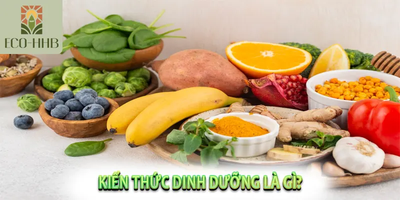 Kiến thức dinh dưỡng là gì?