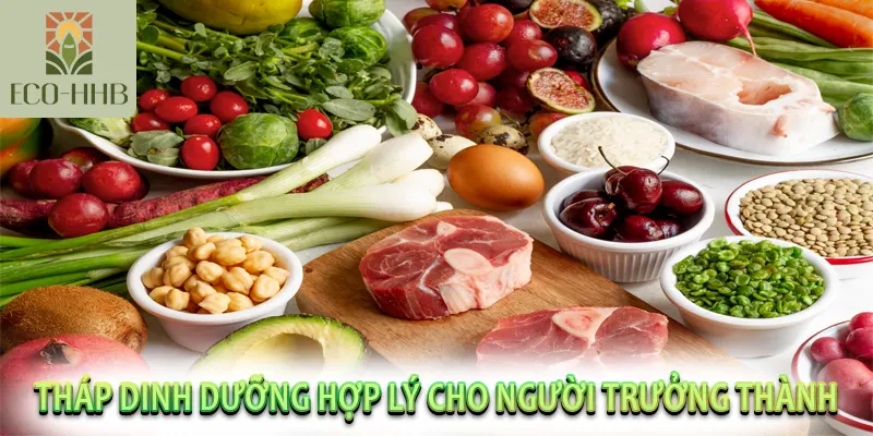 Tháp dinh dưỡng hợp lý cho người trưởng thành Việt Nam