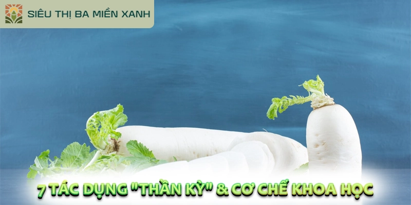Củ Cải Trắng: Công Dụng, Cách Dùng & Những Lưu Ý Trong 2026 2 7 Tác Dụng "Thần Kỳ" & Cơ Chế Khoa Học