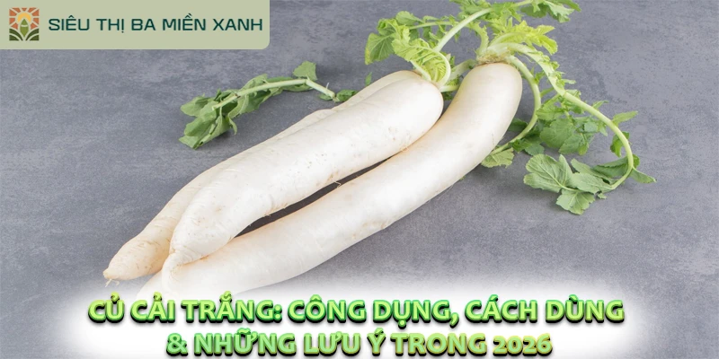 Củ Cải Trắng: Công Dụng, Cách Dùng & Những Lưu Ý Trong 2026