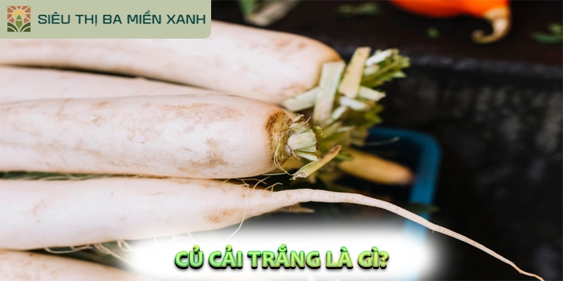 Củ Cải Trắng: Công Dụng, Cách Dùng & Những Lưu Ý Trong 2026 1 Củ Cải Trắng Là Gì?