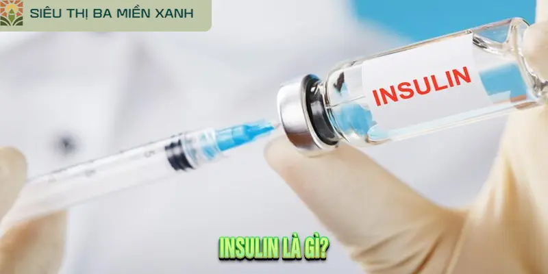 Insulin Là Gì?