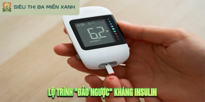 Lộ trình "đảo ngược" kháng insulin