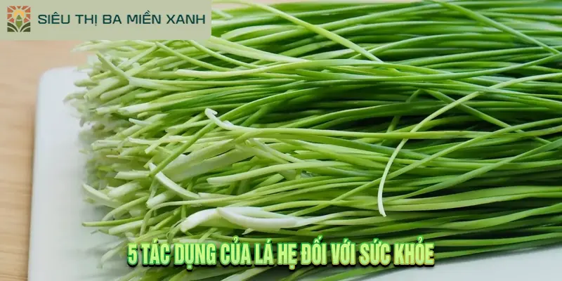 Lá Hẹ Là Gì? 5 Tác Dụng Của Lá Hẹ Đối Với Sức Khỏe 2 5 Tác Dụng Của Lá Hẹ Đối Với Sức Khỏe