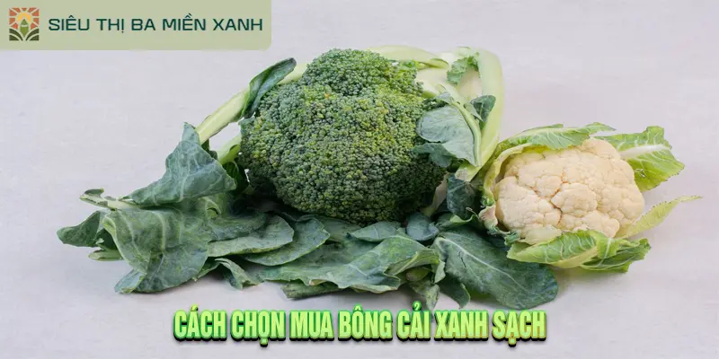Bông Cải Xanh: 6 Tác Dụng Thần Kỳ 3 Cách chọn mua bông cải xanh sạch