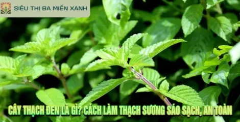Cây Thạch Đen Là Gì? Cách Làm Thạch Sương Sáo Sạch, An Toàn