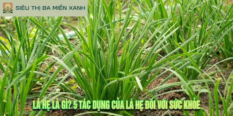 Lá Hẹ Là Gì? 5 Tác Dụng Của Lá Hẹ Đối Với Sức Khỏe
