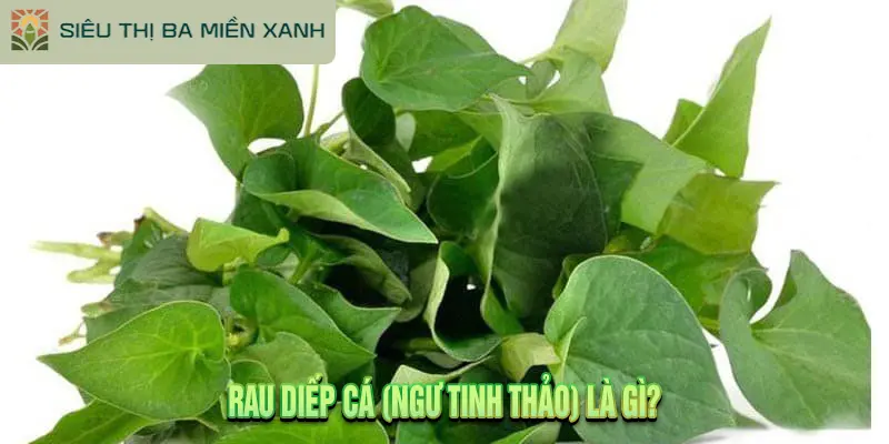 Rau Diếp Cá: 5 Tác Dụng, Cách Khử Tanh & Lưu Ý 1 Rau Diếp Cá (Ngư Tinh Thảo) Là Gì?