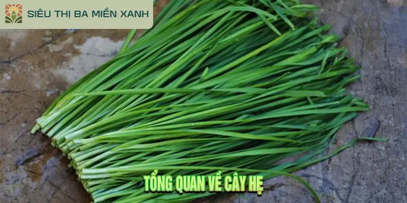 Lá Hẹ Là Gì? 5 Tác Dụng Của Lá Hẹ Đối Với Sức Khỏe 1 Tổng Quan Về Cây Hẹ
